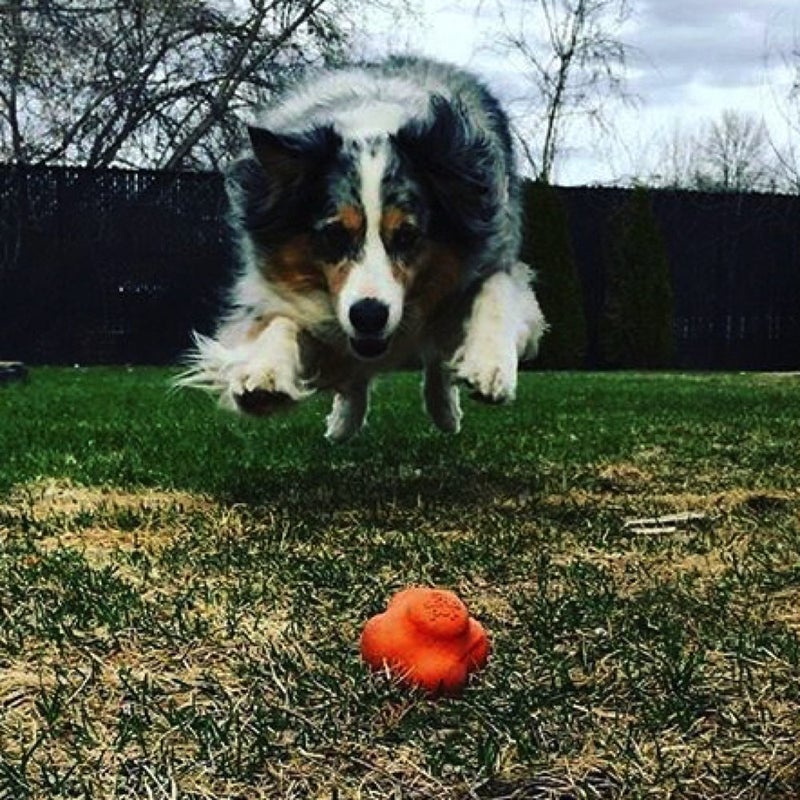 SodaPup Crazy Bounce â€“ Durable Dog Ball Toy & Chew Toy Made in USA from Non-Toxic, Pet-Safe, Food Safe Natural Rubber Material for Bonding, Mental & Physical Exercise, Problem Chewing, & More - Image 2
